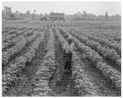 Cotton Fields in Coahoma County Mississippi 1937 - Available at KNOWOL