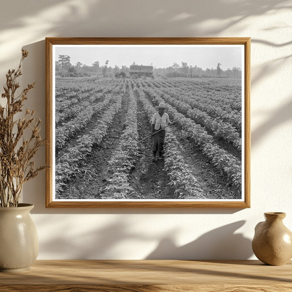 Cotton Fields in Coahoma County Mississippi 1937 - Available at KNOWOL