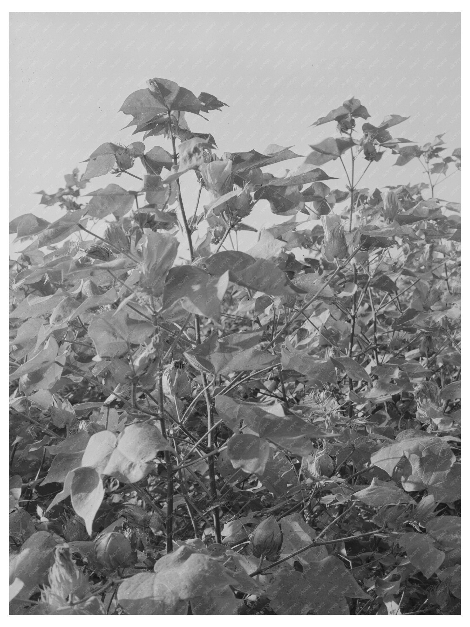 Cotton Fields in New Madrid County Missouri 1938 - Available at KNOWOL