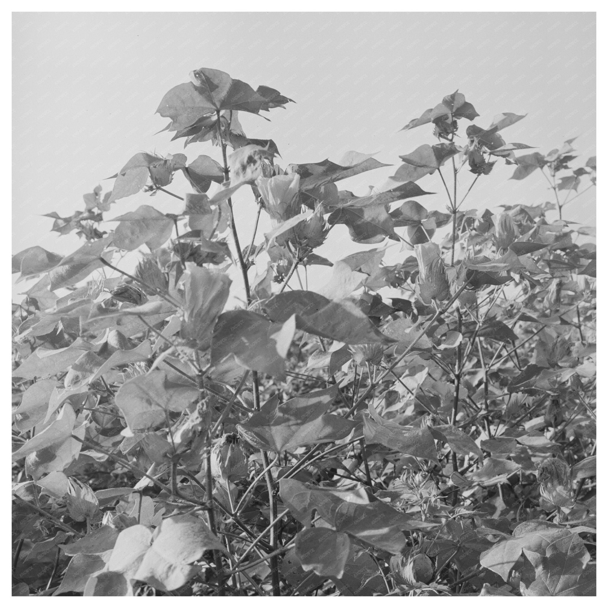 Cotton Fields in Southeast Missouri August 1938 - Available at KNOWOL