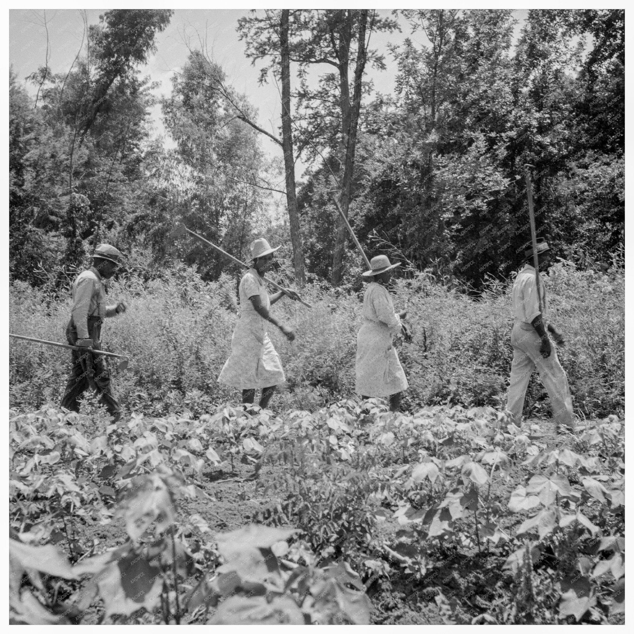 Cotton Harvesters in Clarksdale Mississippi 1937 - Available at KNOWOL