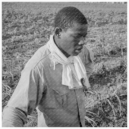 Cotton Hoer in Coahoma County Mississippi 1937 - Available at KNOWOL