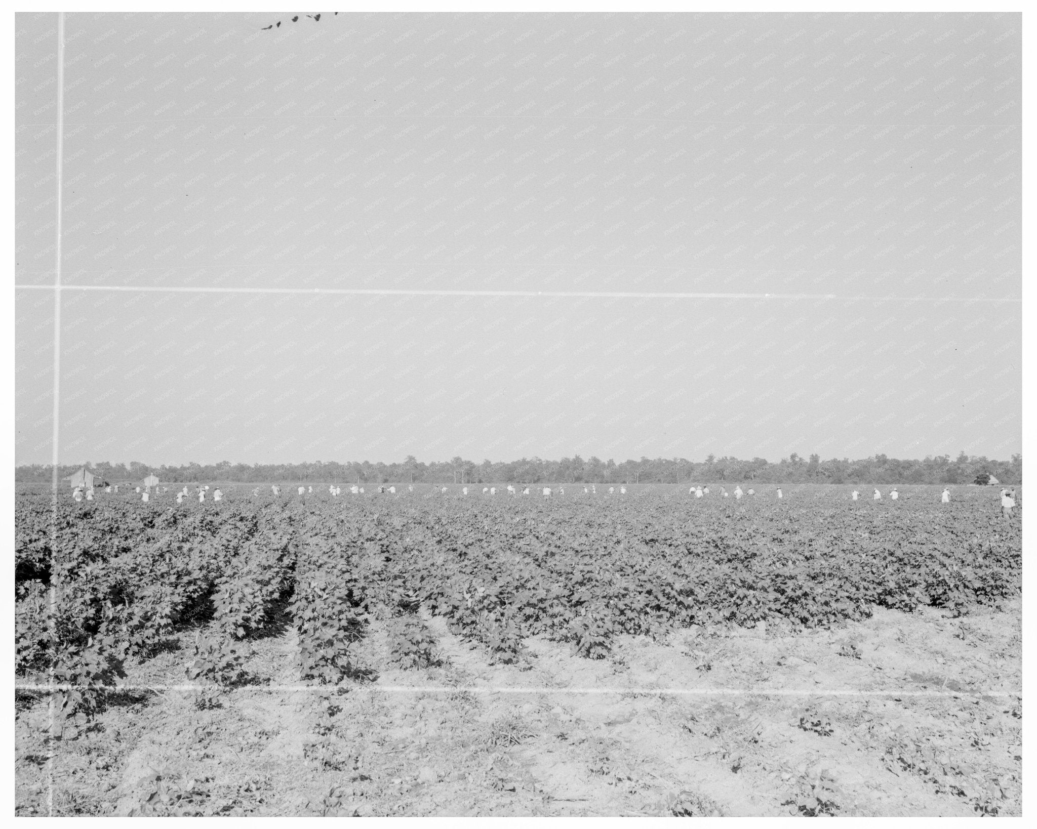 Cotton Hoers at Aldridge Plantation July 1937 - Available at KNOWOL