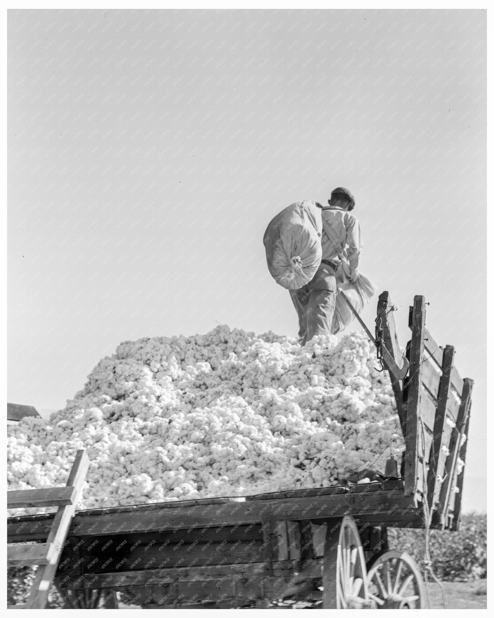 Cotton Loading in Southern San Joaquin Valley California November 1936 - Available at KNOWOL