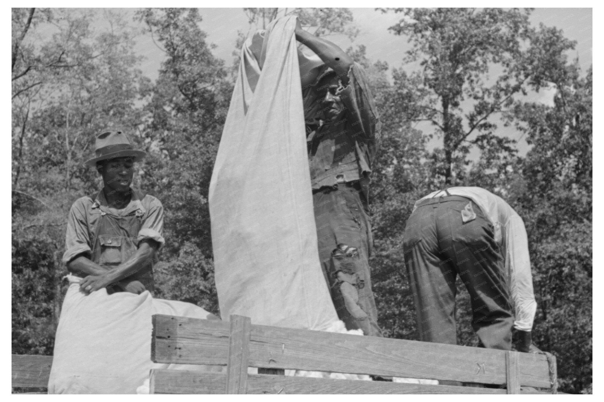 Cotton Loading Process in Lehi Arkansas 1938 - Available at KNOWOL