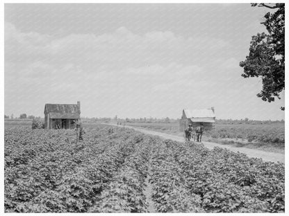 Cotton Patch in Mississippi Delta July 1937 - Available at KNOWOL