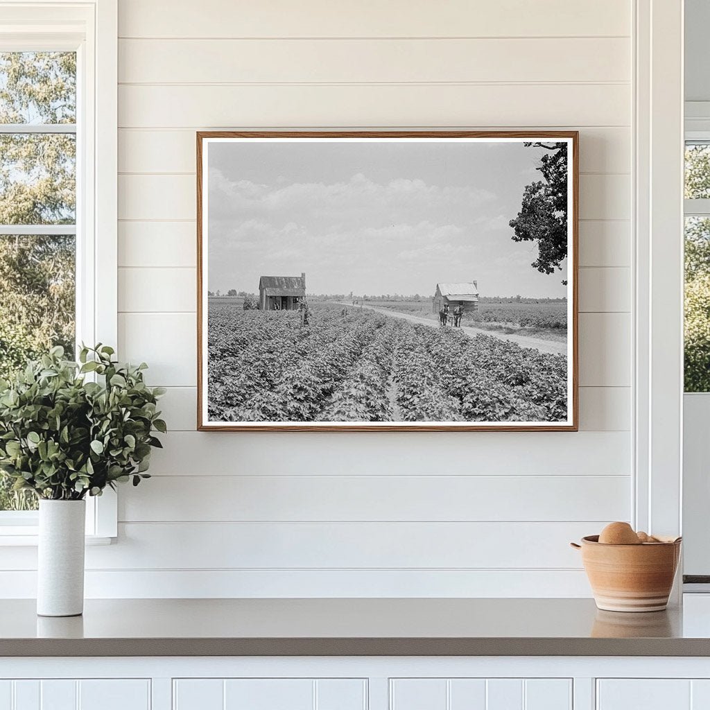 Cotton Patch in Mississippi Delta July 1937 - Available at KNOWOL