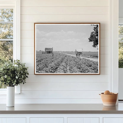 Cotton Patch in Mississippi Delta July 1937 - Available at KNOWOL