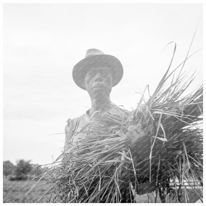 Cotton Patch Life in Vicksburg Mississippi July 1936 - Available at KNOWOL