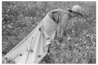 Cotton Picker at Lake Dick Project Arkansas 1938 - Available at KNOWOL