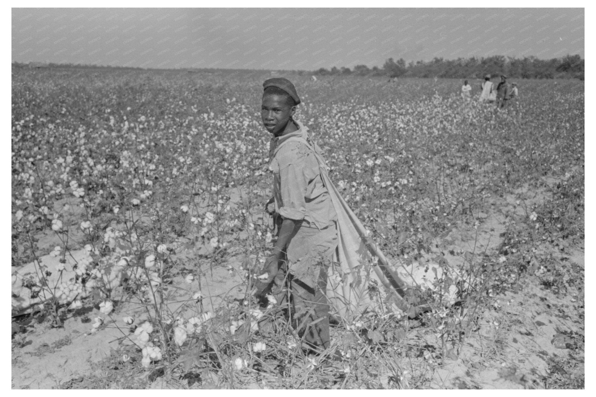 Cotton Picker in Lake Dick Project Arkansas 1938 - Available at KNOWOL