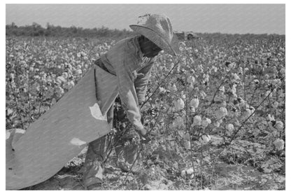 Cotton Picker in Pine Bluff Arkansas 1938 - Available at KNOWOL