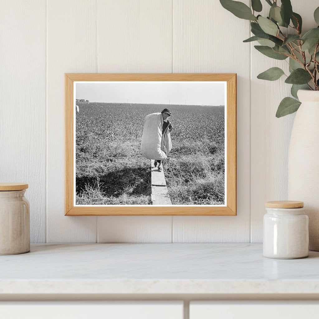 Cotton Picker in San Joaquin Valley California 1936 - Available at KNOWOL