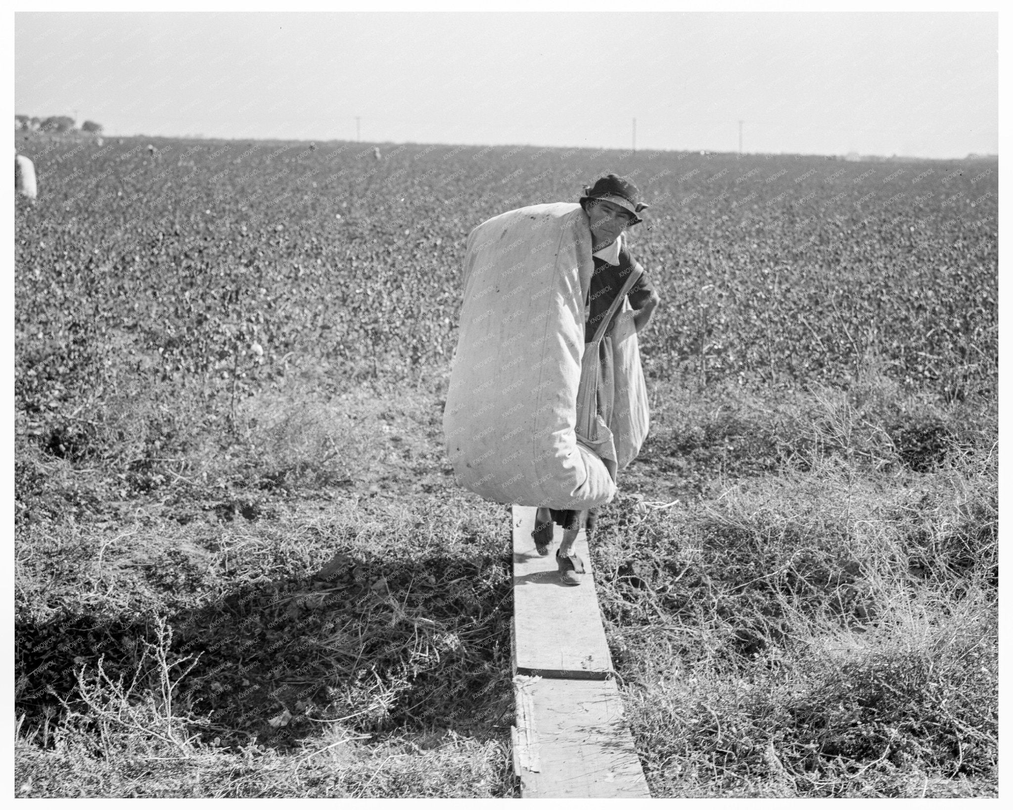 Cotton Picker in San Joaquin Valley California 1936 - Available at KNOWOL