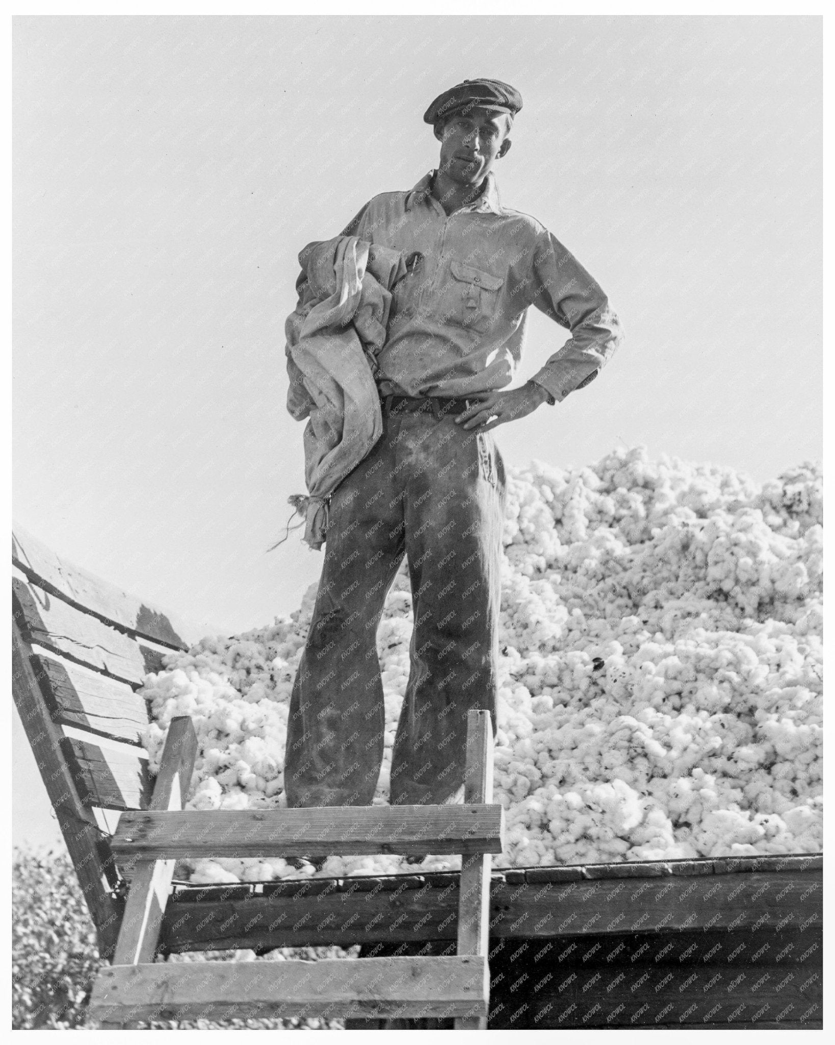 Cotton Picker in Southern San Joaquin Valley California November 1936 - Available at KNOWOL