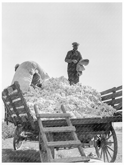 Cotton Pickers at Work Southern San Joaquin Valley 1936 - Available at KNOWOL