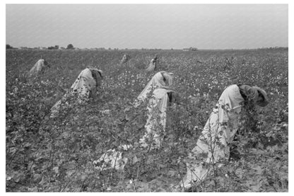 Cotton Pickers in Arkansas September 1938 - Available at KNOWOL