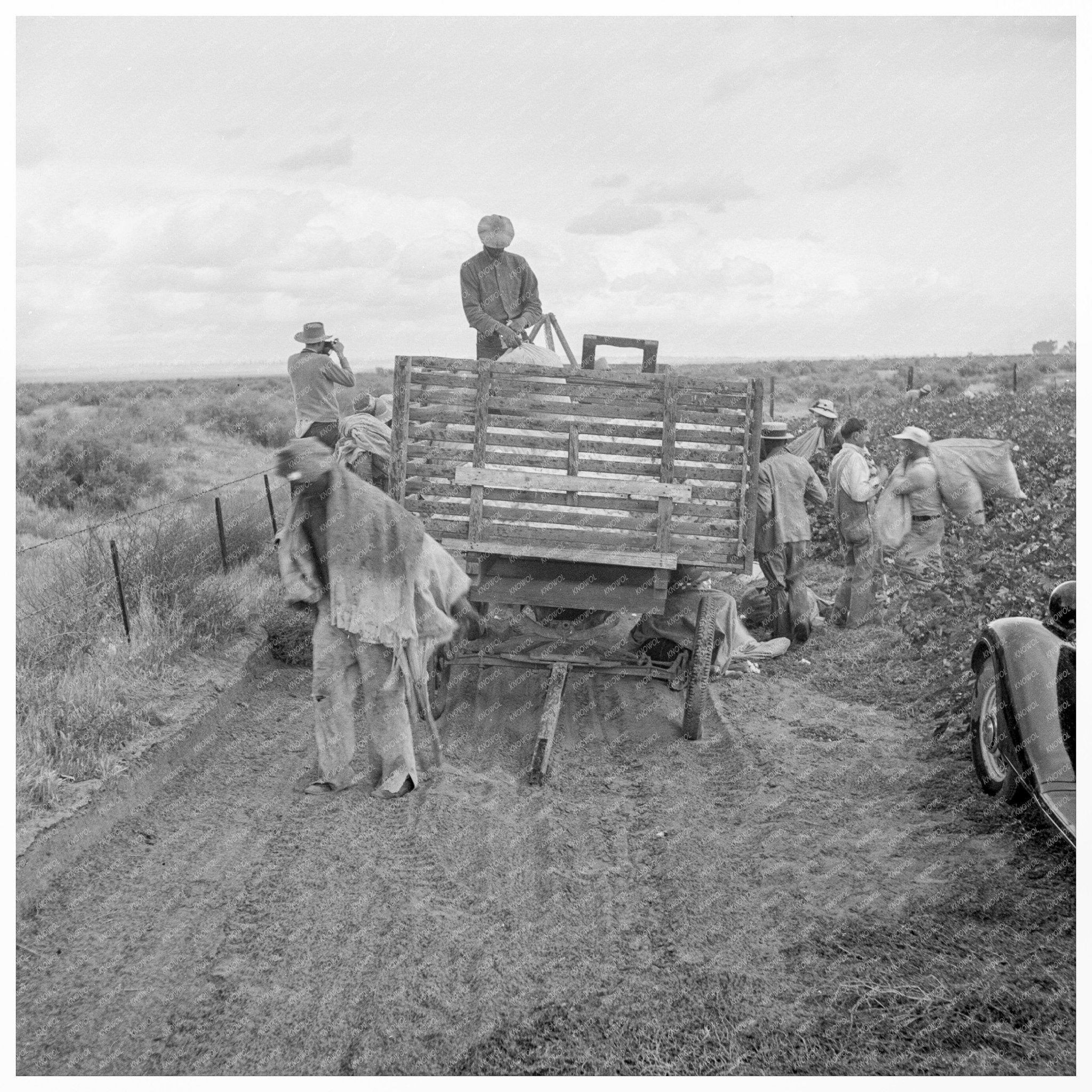 Cotton Pickers in Kern County California November 1938 - Available at KNOWOL