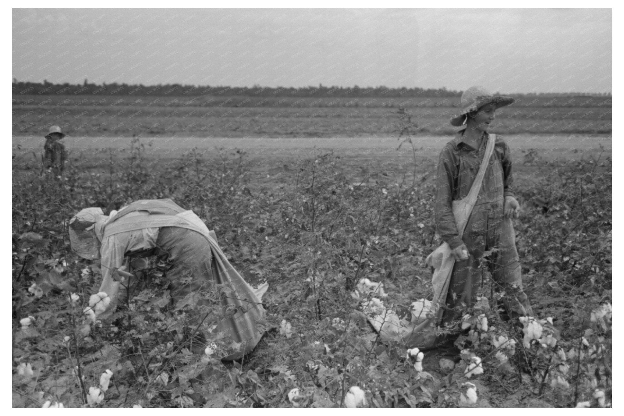 Cotton Pickers in Lake Dick Arkansas September 1938 - Available at KNOWOL