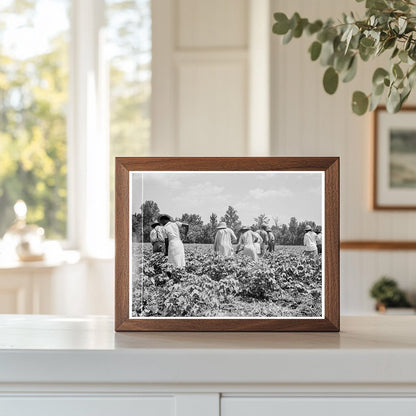 Cotton Pickers in Mississippi Delta June 1937 - Available at KNOWOL