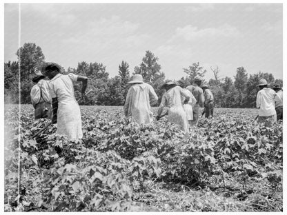 Cotton Pickers in Mississippi Delta June 1937 - Available at KNOWOL