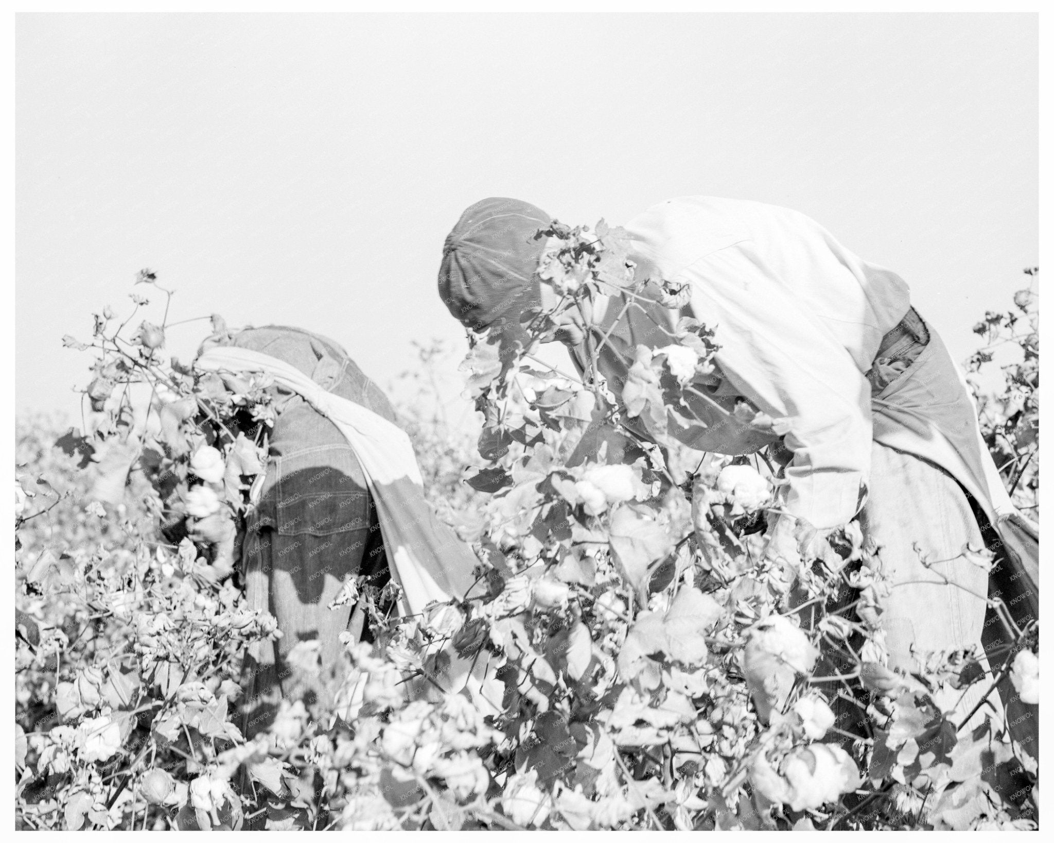 Cotton Pickers in San Joaquin Valley 1936 - Available at KNOWOL