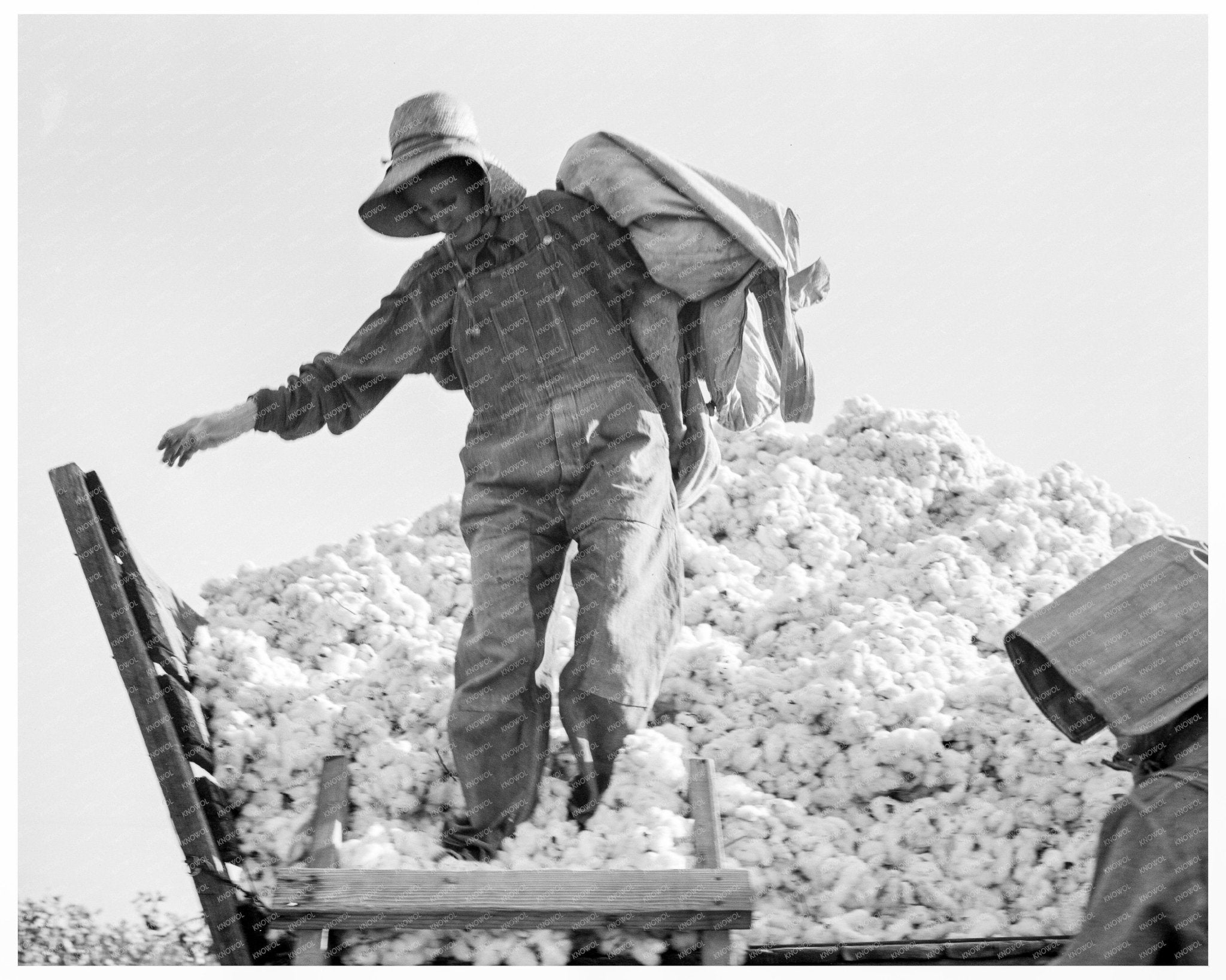 Cotton Pickers in San Joaquin Valley 1936 Photo - Available at KNOWOL