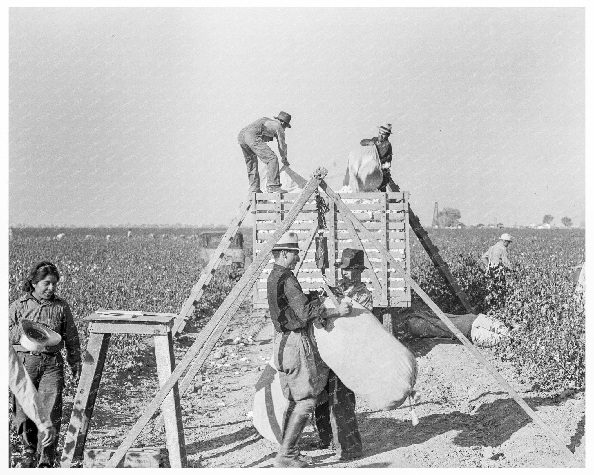 Cotton Pickers in Southern San Joaquin Valley 1936 - Available at KNOWOL