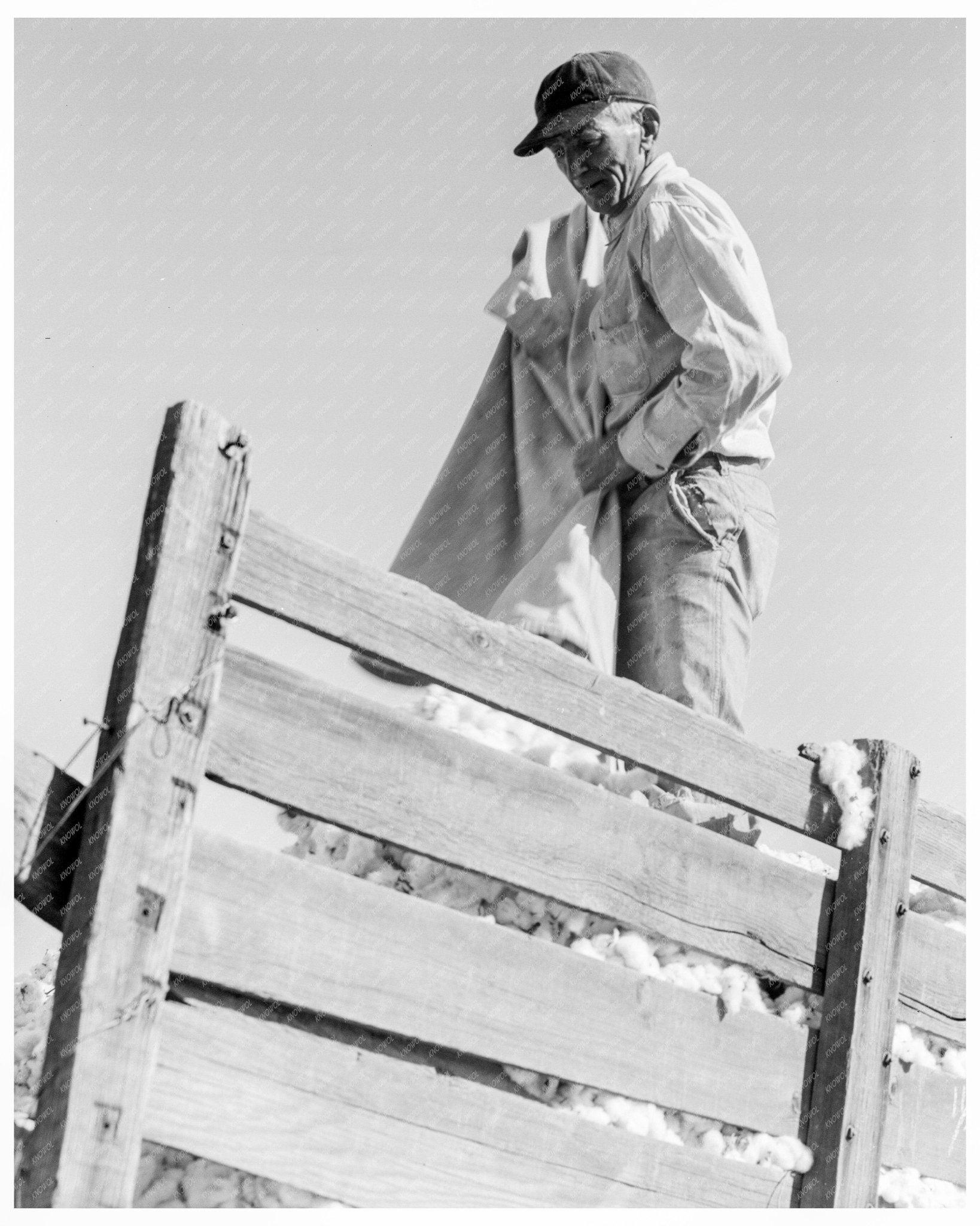 Cotton Pickers in Southern San Joaquin Valley California November 1936 - Available at KNOWOL