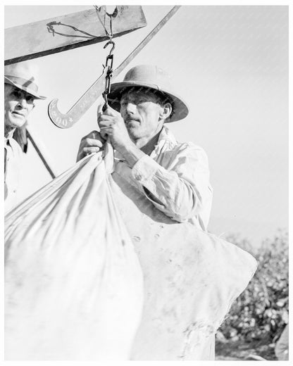 Cotton Pickers Weighing Cotton in Southern San Joaquin Valley California 1936 - Available at KNOWOL