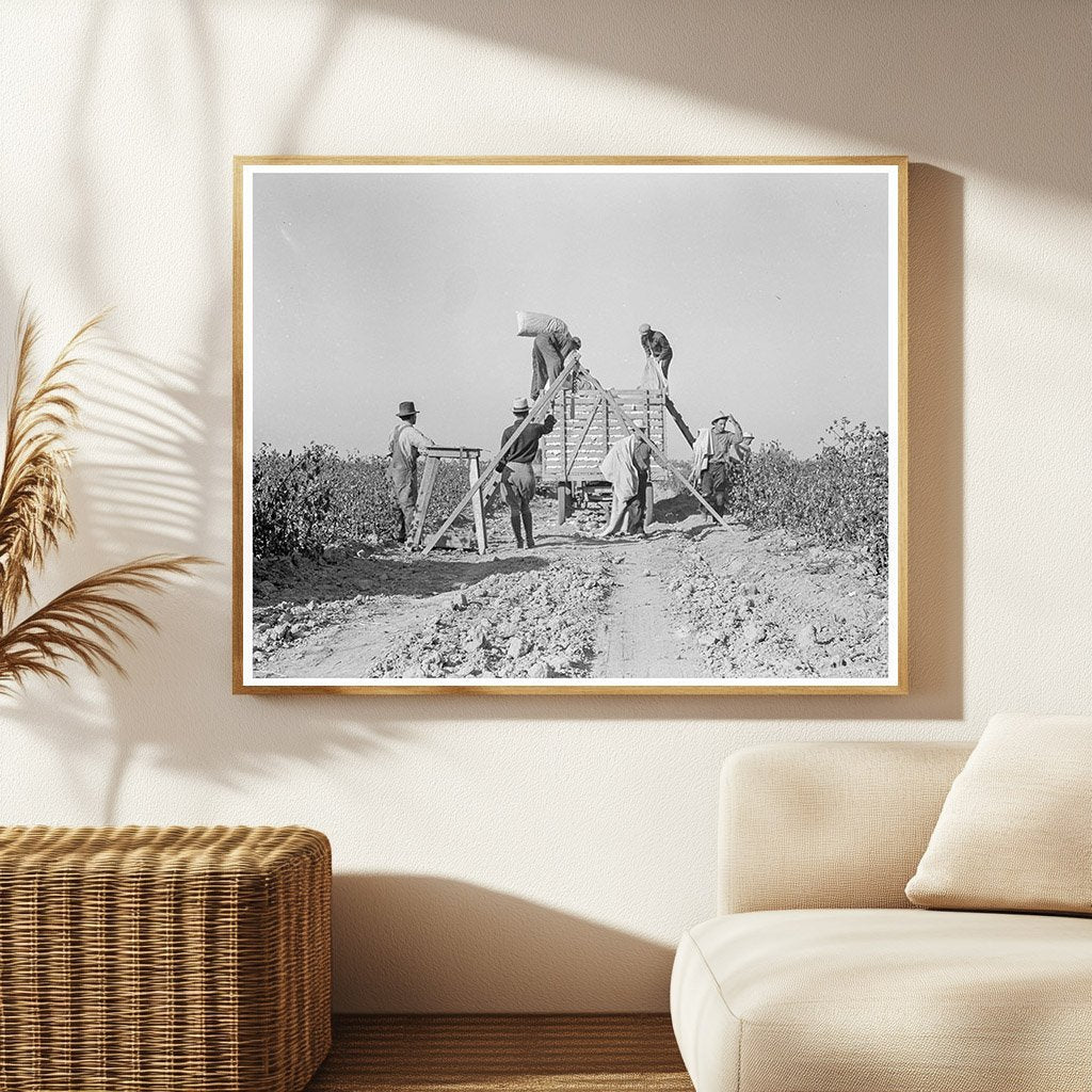 Cotton Pickers Weighing Harvest San Joaquin Valley 1936 - Available at KNOWOL