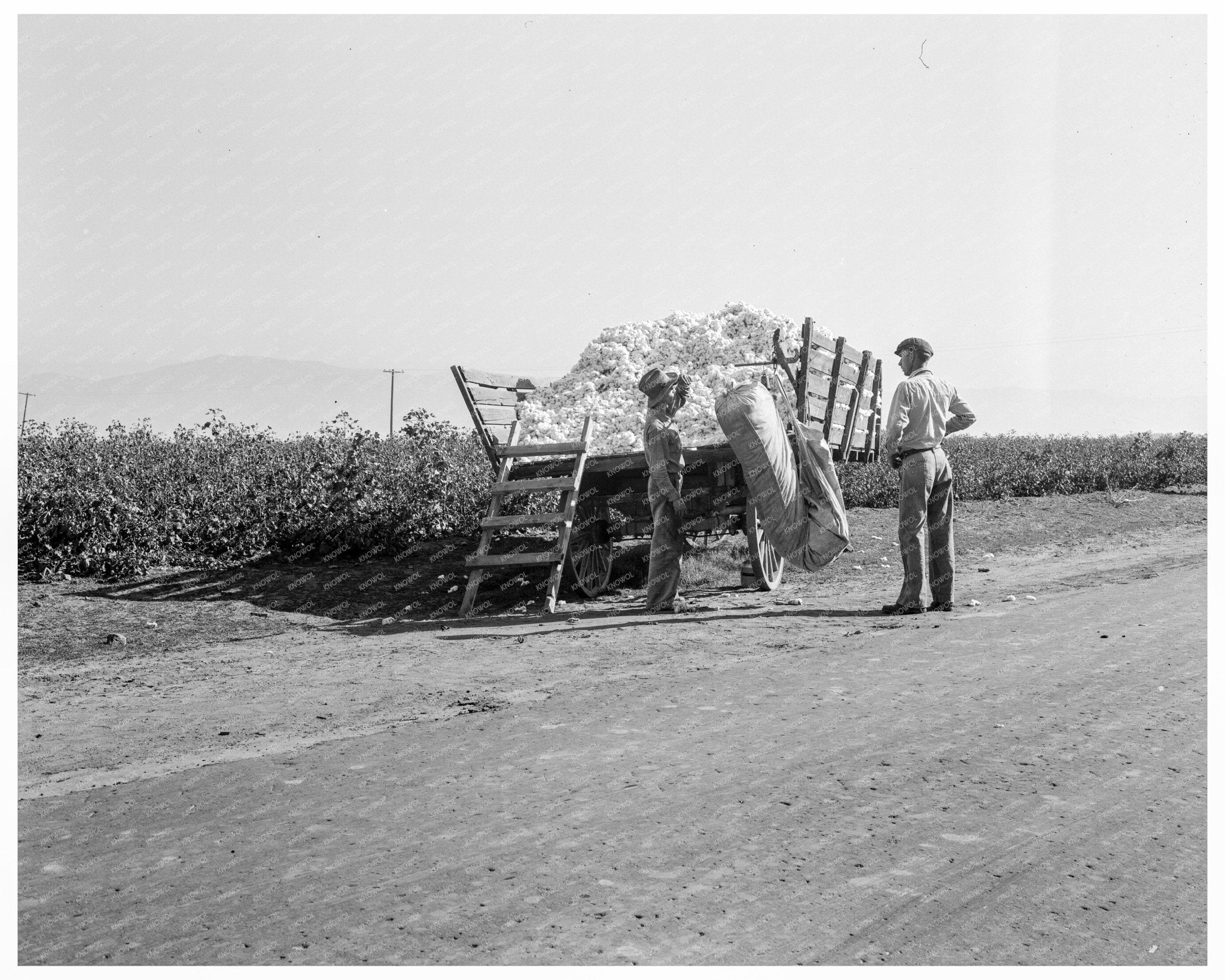 Cotton Pickers Weighing Harvested Cotton 1936 - Available at KNOWOL