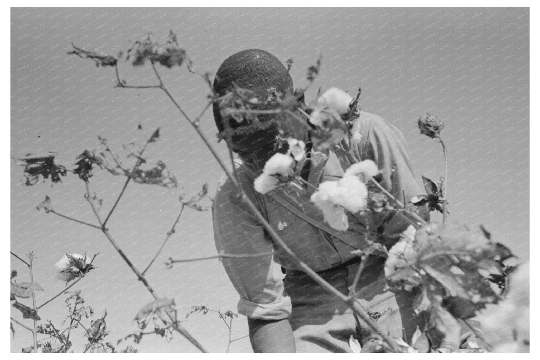 Cotton Picking at Lake Dick Project Arkansas 1938 - Available at KNOWOL