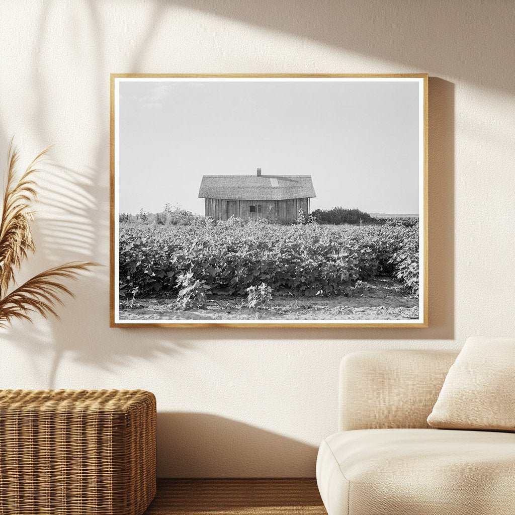 Cotton Planting at Aldridge Plantation Mississippi 1937 - Available at KNOWOL