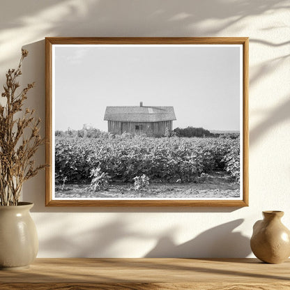 Cotton Planting at Aldridge Plantation Mississippi 1937 - Available at KNOWOL