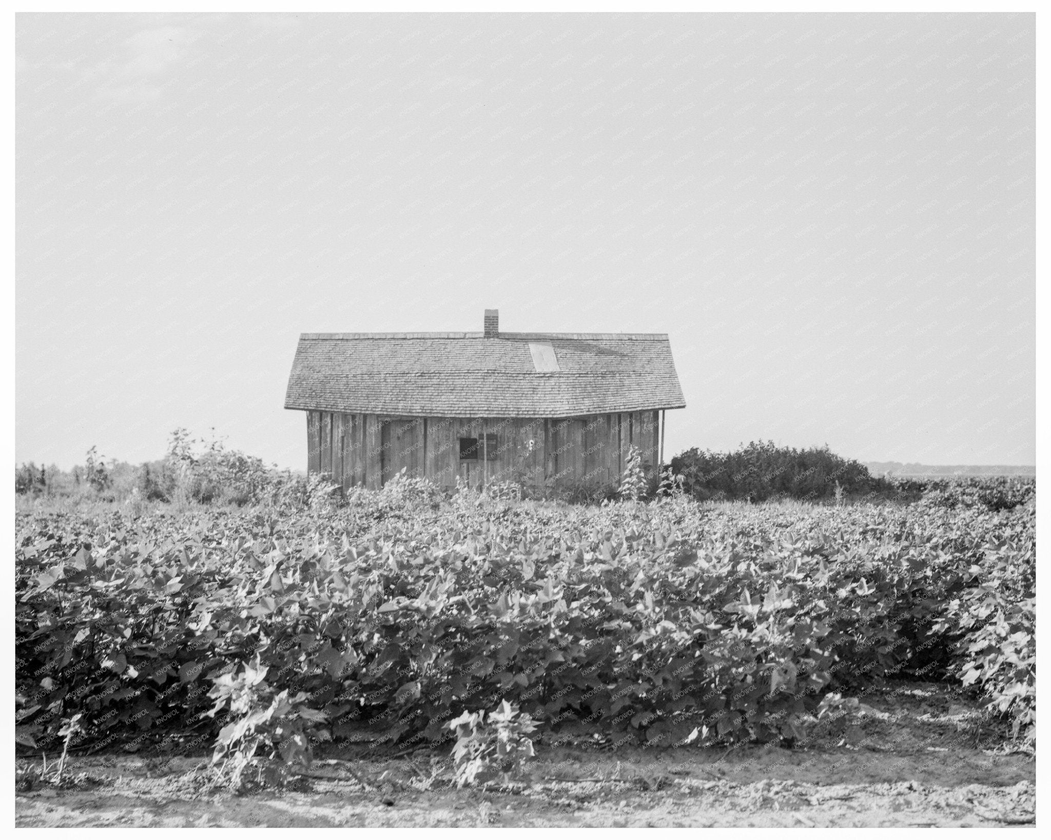 Cotton Planting at Aldridge Plantation Mississippi 1937 - Available at KNOWOL