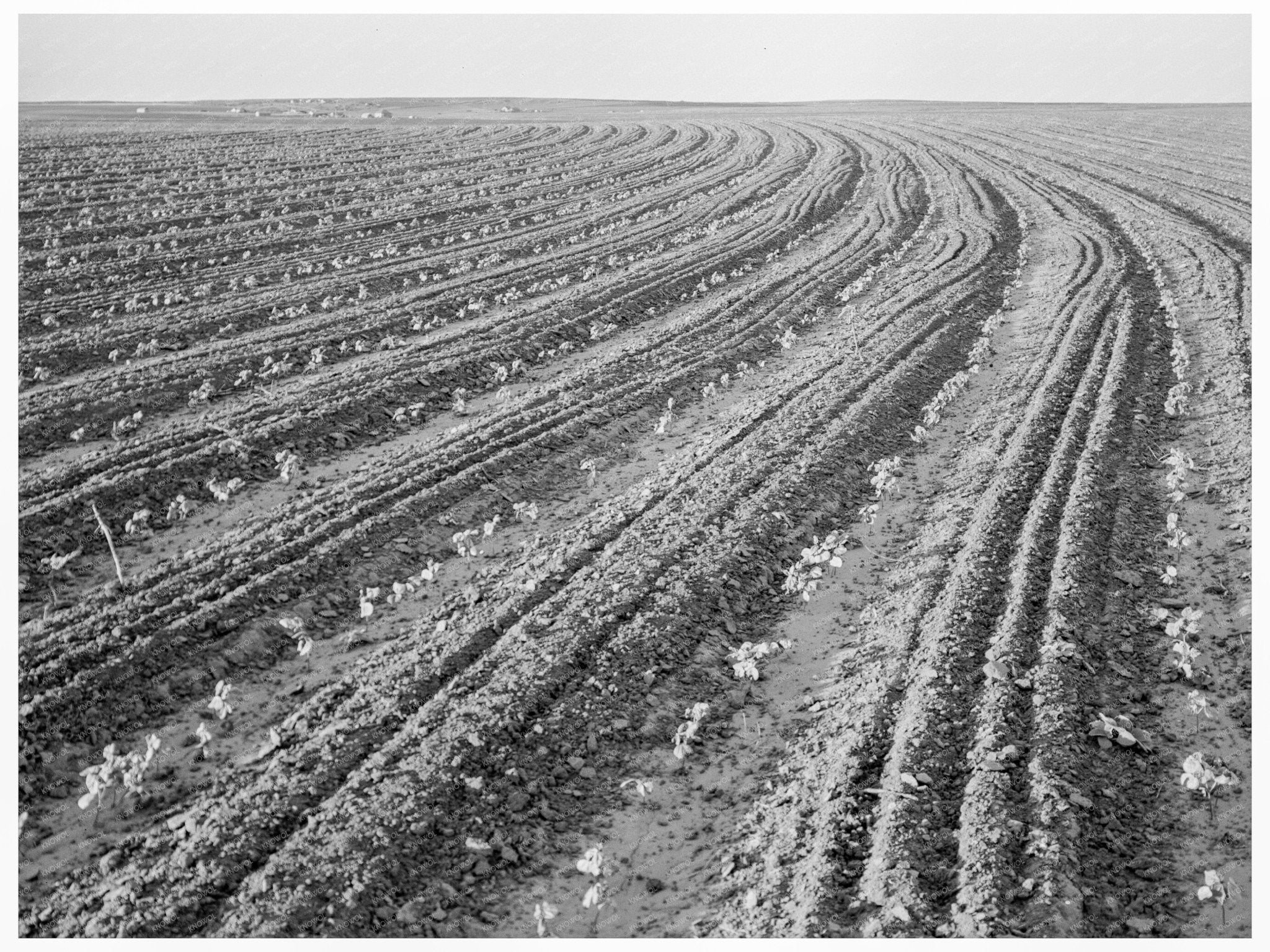 Cotton Plants in Mechanized Field Hall County Texas 1938 - Available at KNOWOL