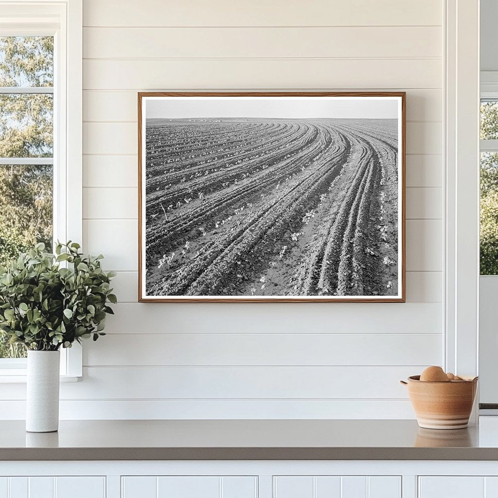 Cotton Plants in Mechanized Field Hall County Texas 1938 - Available at KNOWOL