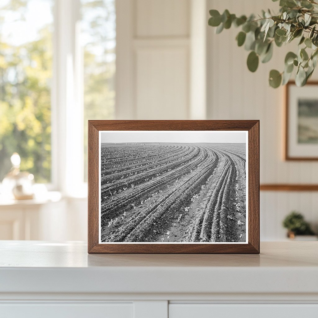 Cotton Plants in Mechanized Field Hall County Texas 1938 - Available at KNOWOL