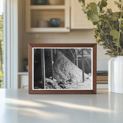 Cotton Seed Hulls at Waco Oil Mill November 1939 - Available at KNOWOL