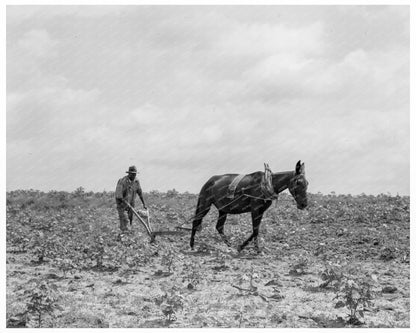 Cotton Sharecroppers Unit Georgia July 1937 - Available at KNOWOL