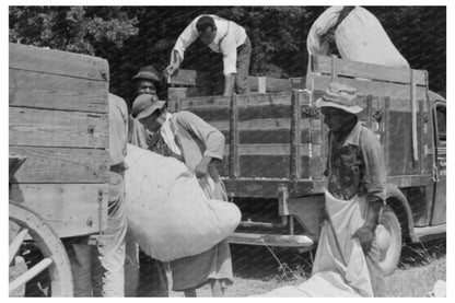 Cotton Truck Activity in Lehi Arkansas September 1938 - Available at KNOWOL