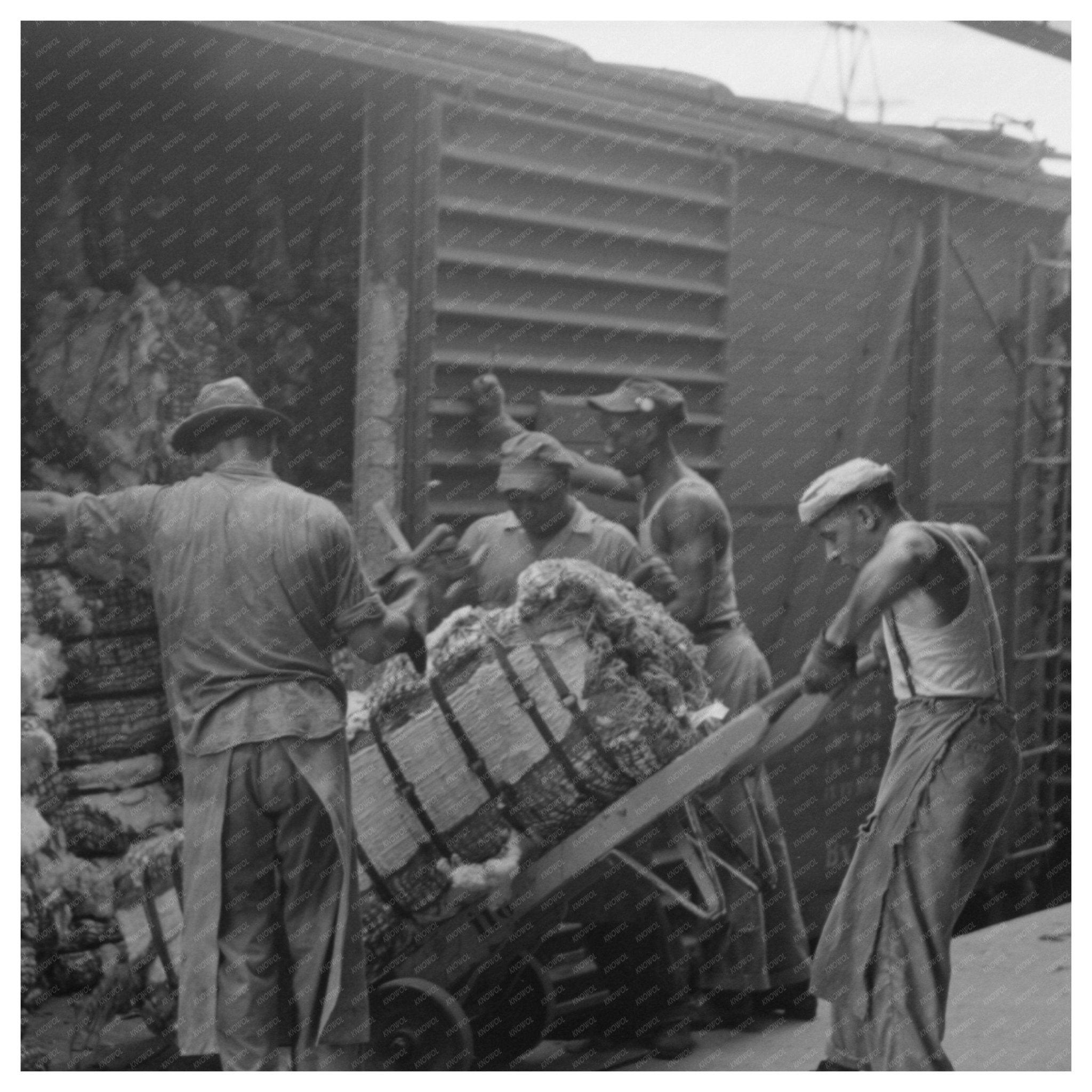 Cotton Unloading at Houston Freight Car 1939 - Available at KNOWOL