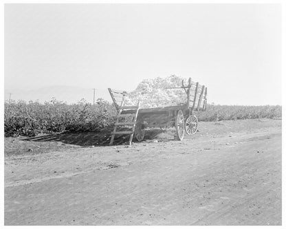 Cotton Wagon in Southern San Joaquin Valley 1936 - Available at KNOWOL