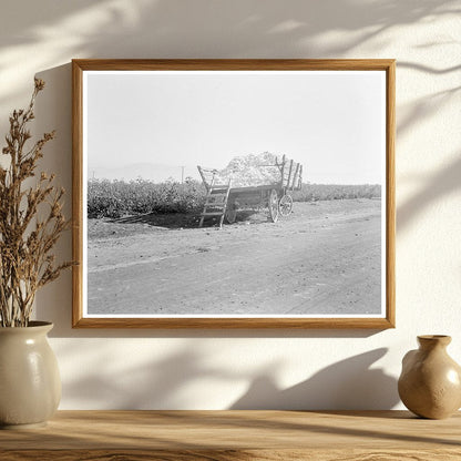 Cotton Wagon in Southern San Joaquin Valley 1936 - Available at KNOWOL