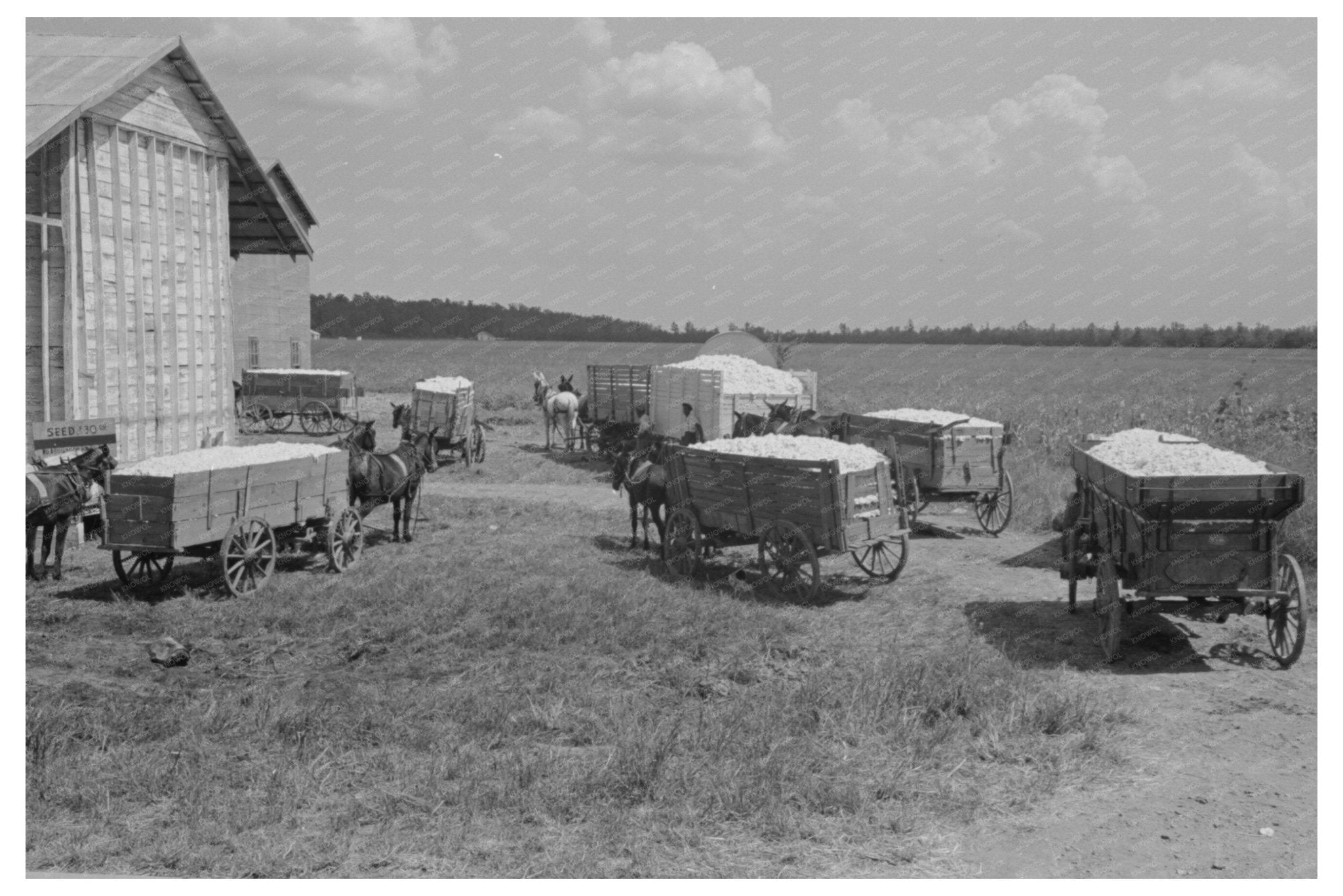 Cotton Wagons at Gin in Lehi Arkansas September 1938 - Available at KNOWOL