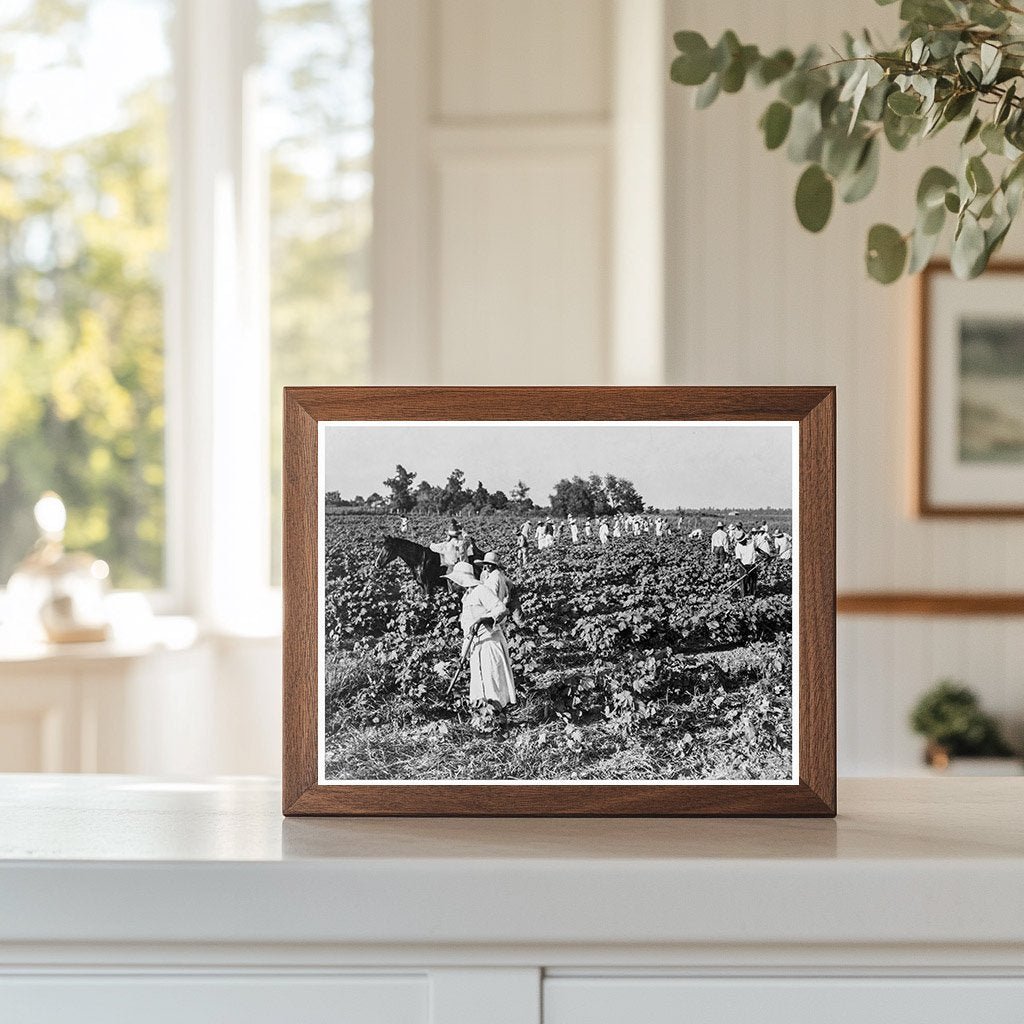 Cotton Workers at Aldridge Plantation June 1937 - Available at KNOWOL