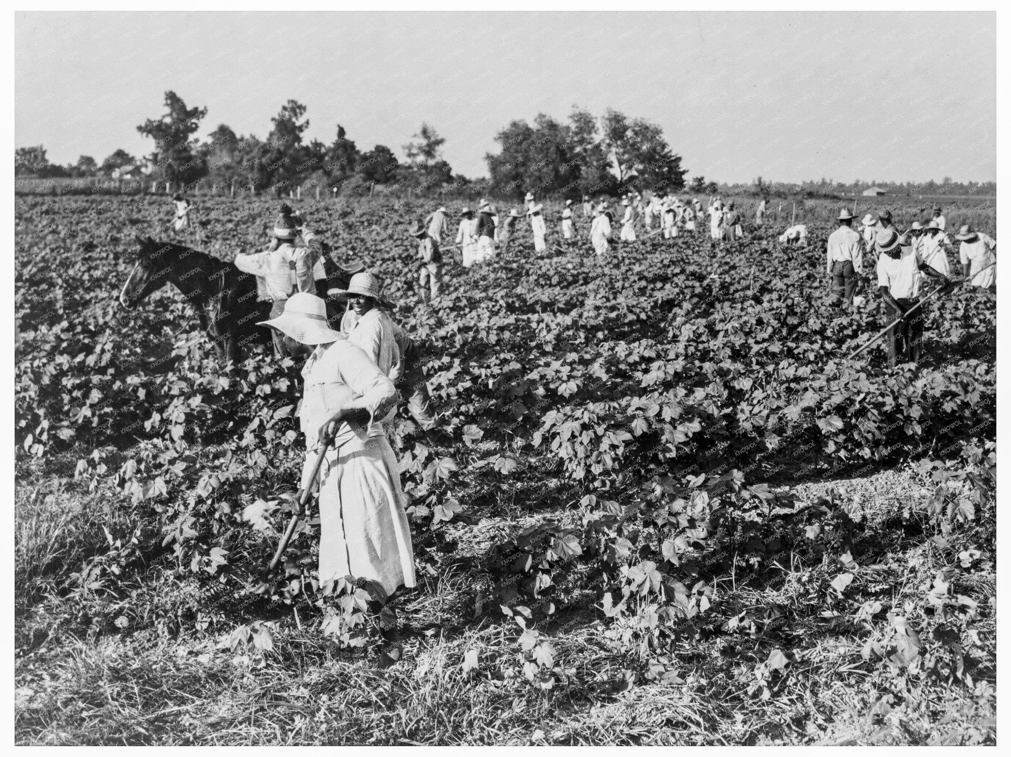 Cotton Workers at Aldridge Plantation June 1937 - Available at KNOWOL