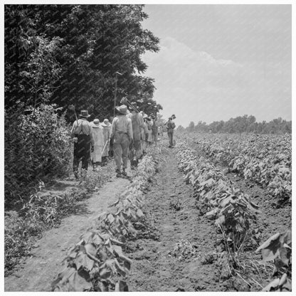 Cotton Workers in Clarksdale Mississippi 1937 - Available at KNOWOL