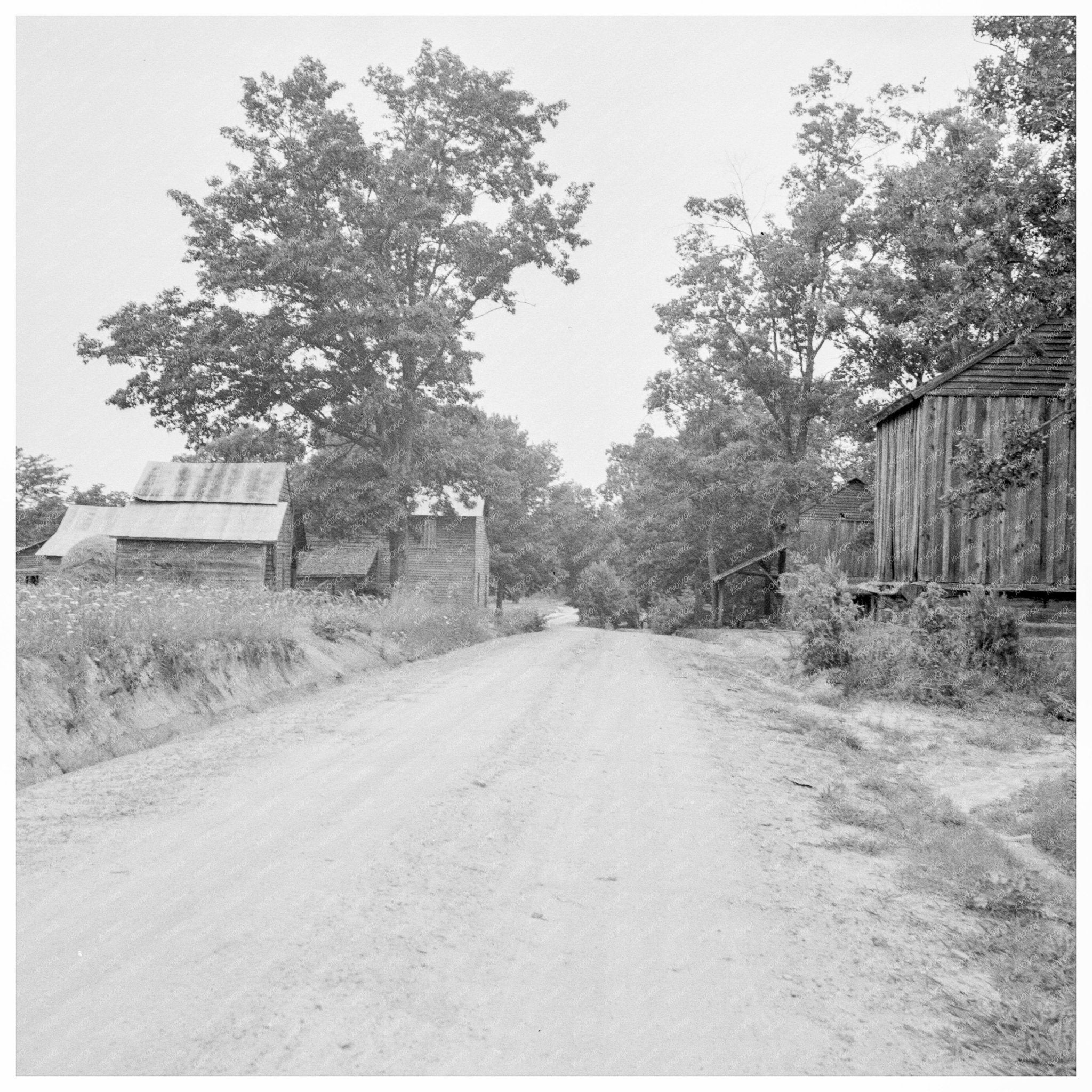 Country Road in Person County North Carolina July 1939 - Available at KNOWOL